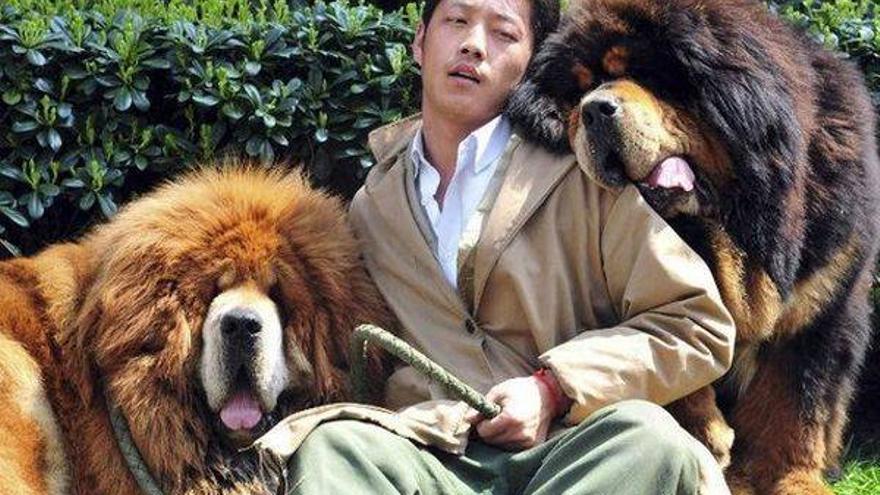 Un criador de perros chino vende dos mastines tibetanos por más de 2 millones de euros