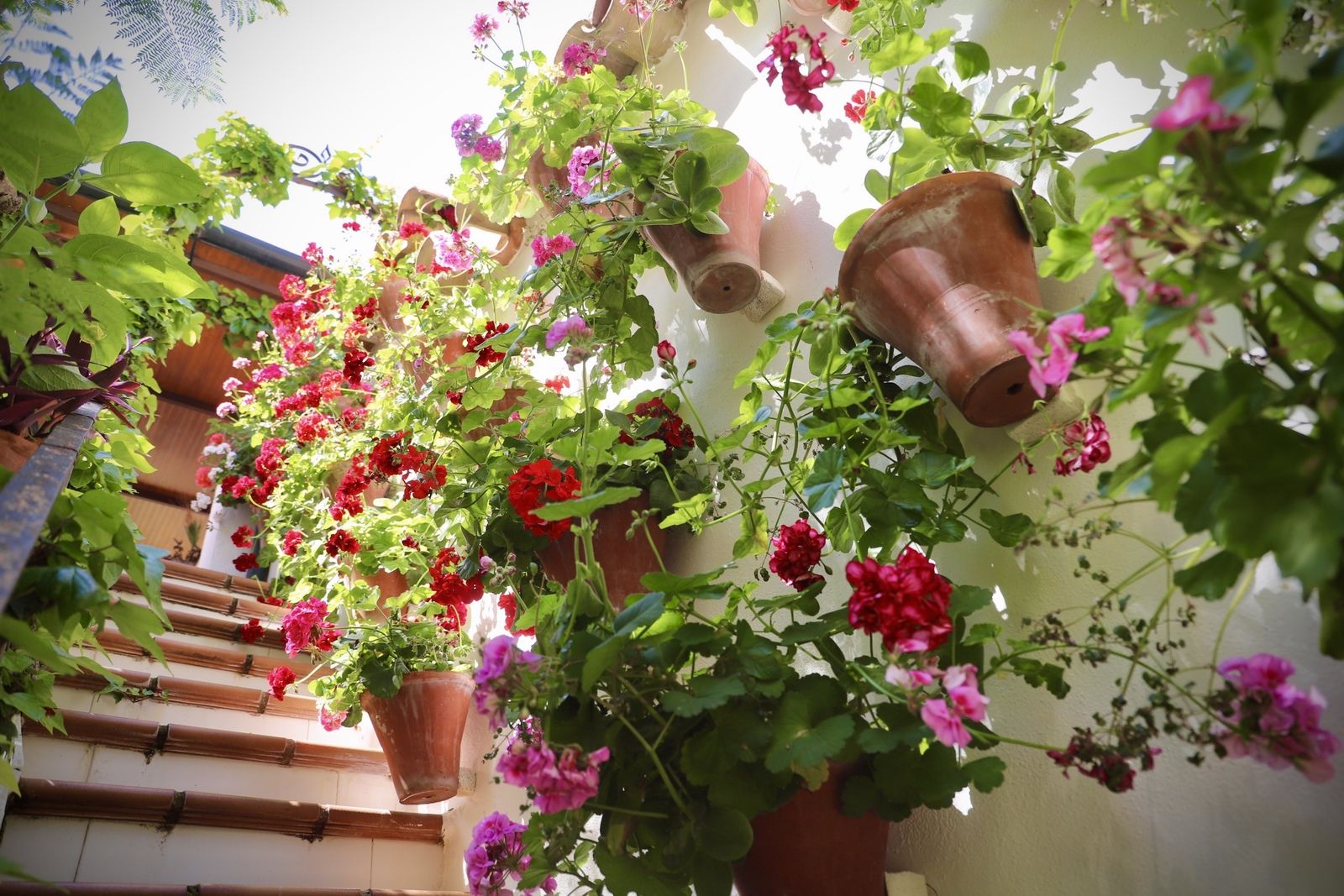 La Ruta 3 de los Patios de Córdoba, en imágenes