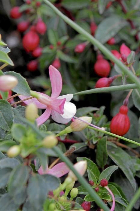 In ihrem Garten bei Sencelles züchtet Heide Göbel wilde Kräuter, Gemüse sowie Zierpflanzen mit Blüten, die nicht nur essbar sind, sondern richtig gut schmecken.
