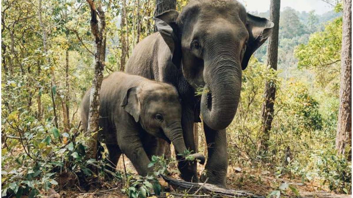 Una hembra de elefante asiático y su cría.