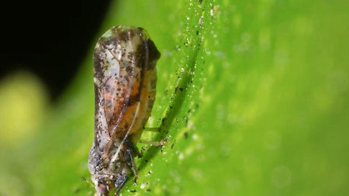 Imagen de un adulto de 'diaphorini citri' posado sobre una hoja .