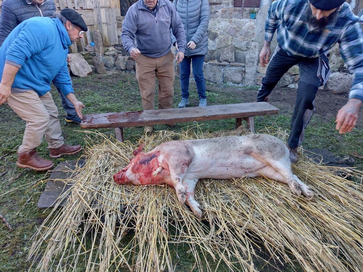 El cerdo ya está listo para ser quemado.