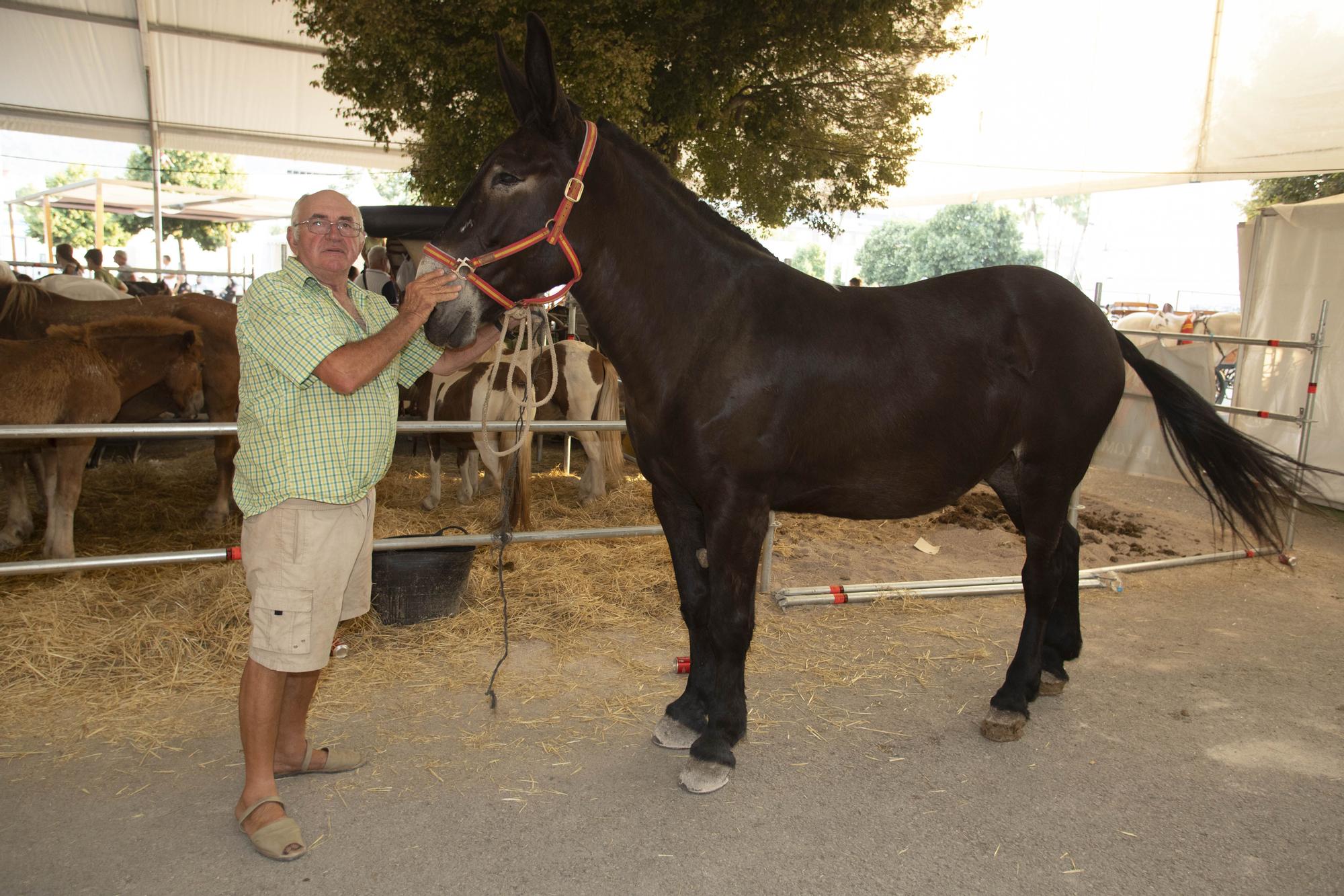 Así ha sido la XLV edición del concurso de tiro y arrastre de la Fira d'Agost de Xàtiva