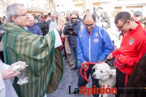 Bendición de animales en Caravaca