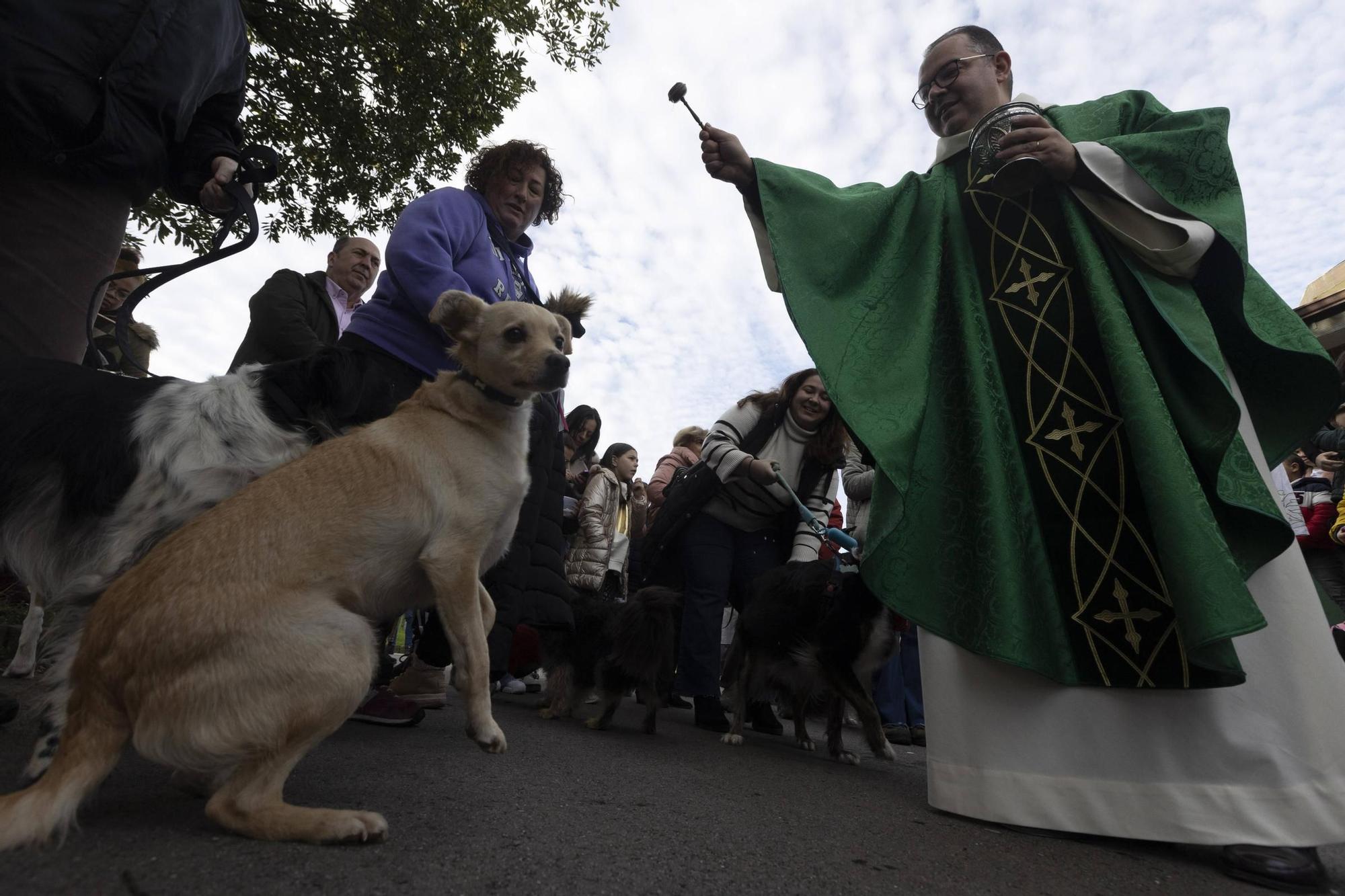 EN IMÁGENES: Así ha celebrado Avilés el día de San Antón junto a sus mascotas