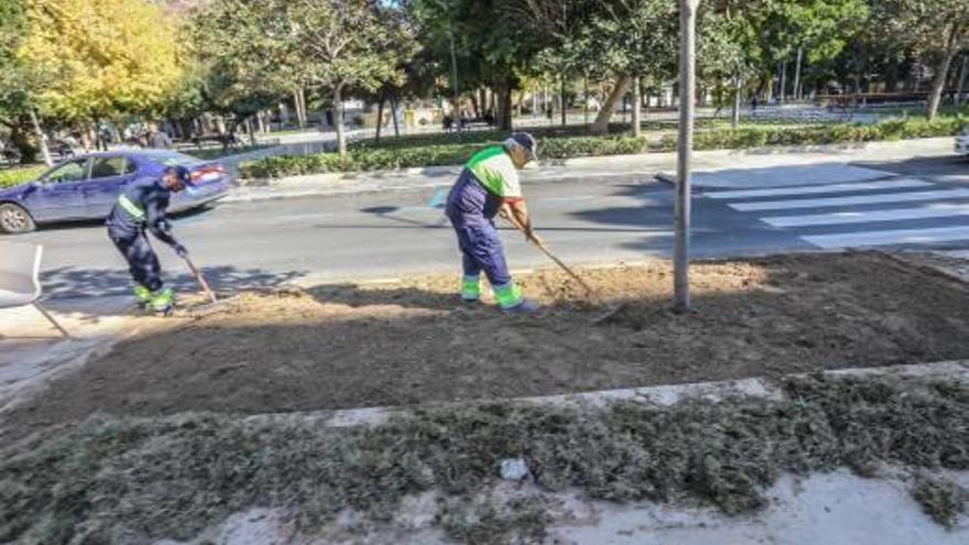 Dos empleados de las brigadas municipales retiran el césped marrón de uno de los andenes.