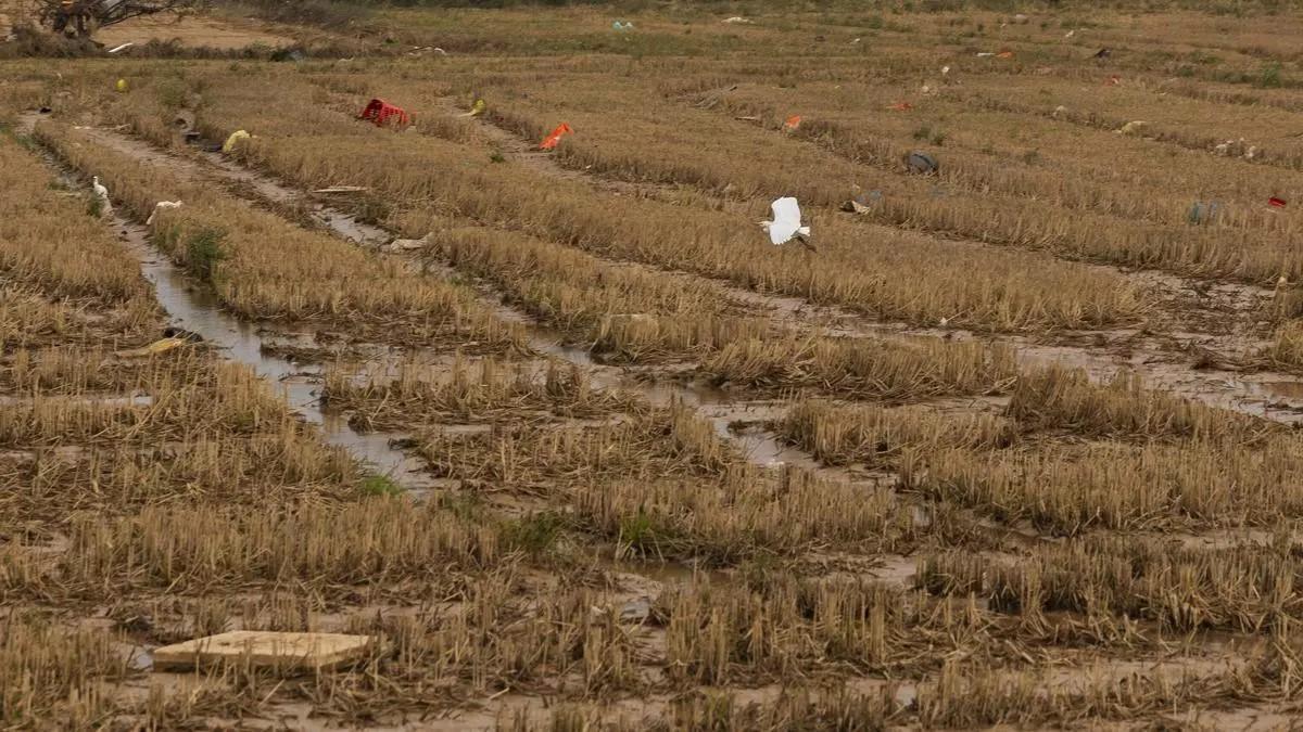 Arrozal de la zona más próxima a l'Albufera tras la dana.