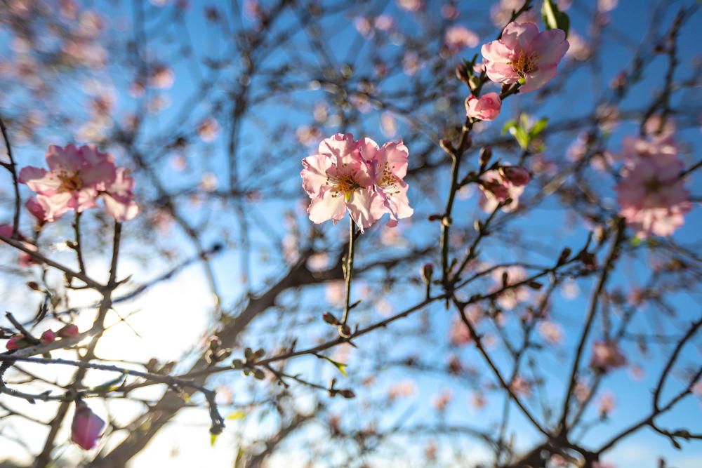 En algunos bancales de secano de la Vega Baja los almendros ya están en flor Es habitual para el caso de la comarca y más este año con lluvia y temperaturas moderadas de los últimos dos meses.