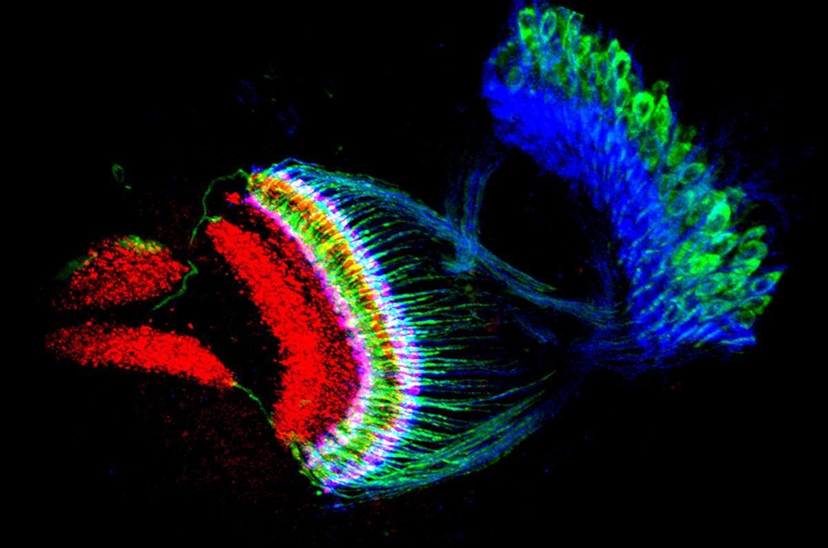 La simfonia de les neurones reflecteix les matemàtiques del cervell La simfonia de les neurones reflecteix les matemàtiques del cervell