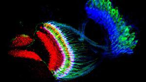 La simfonia de les neurones reflecteix les matemàtiques del cervell