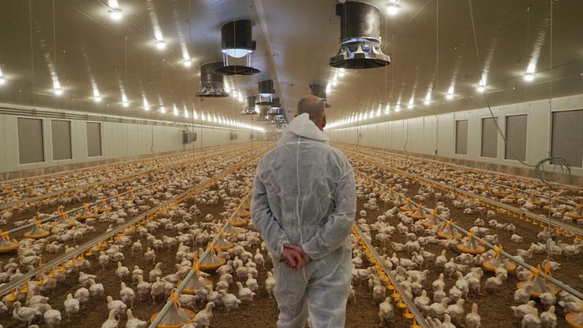 Miguel Mislata, en una de las naves de su explotación de Camporrobles.