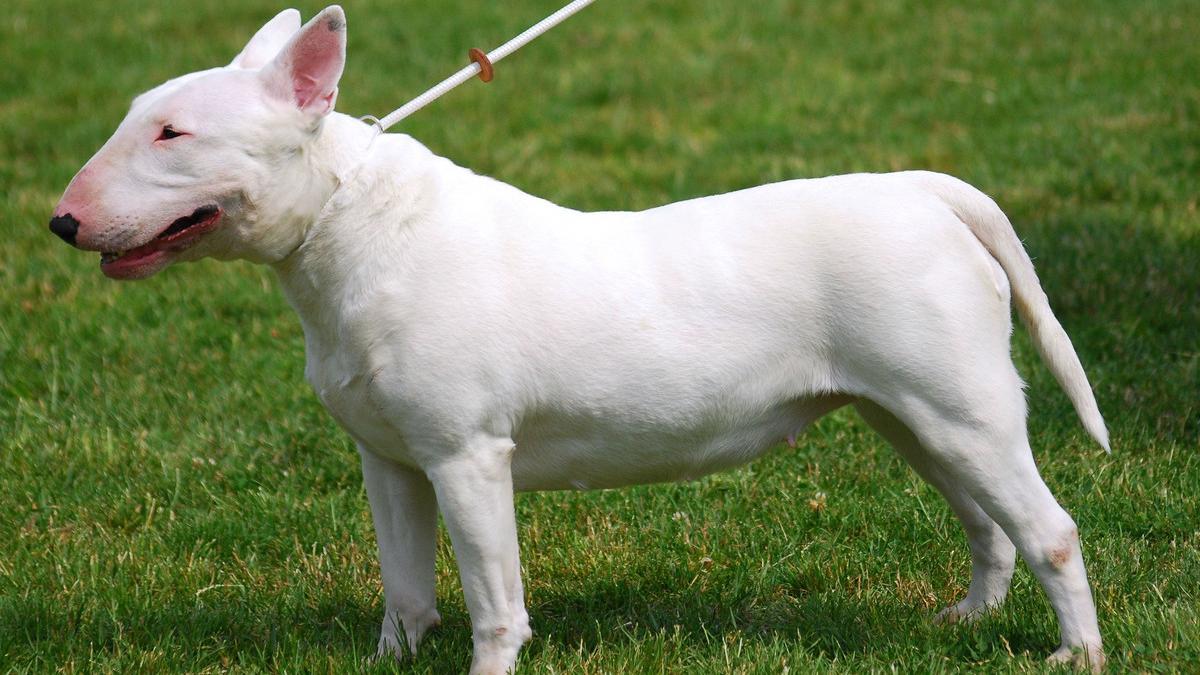 Un perro de raza bull terrier