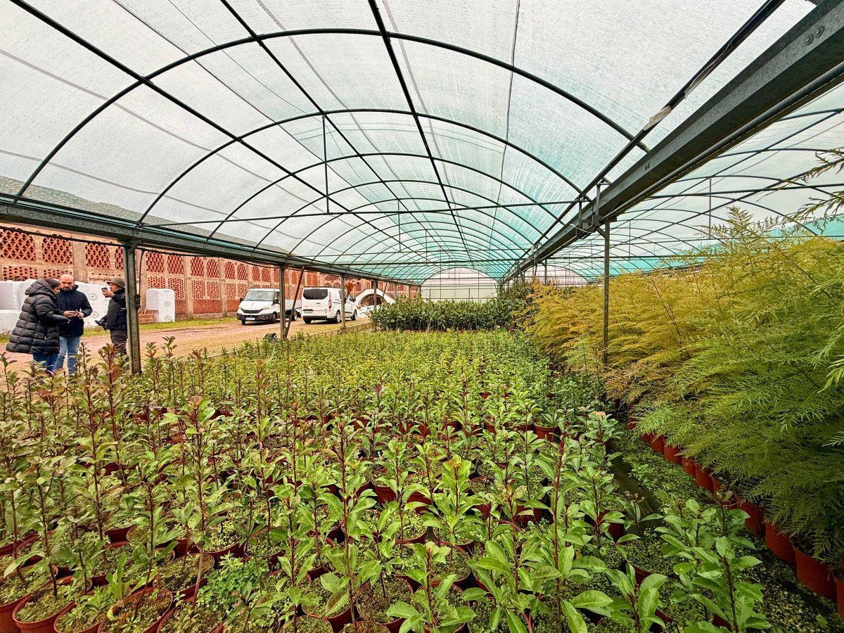 Campaña de arbolado 2026