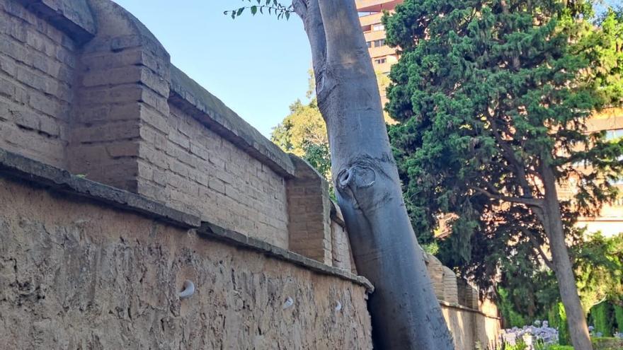Talan por seguridad un árbol de los Jardines de Monforte