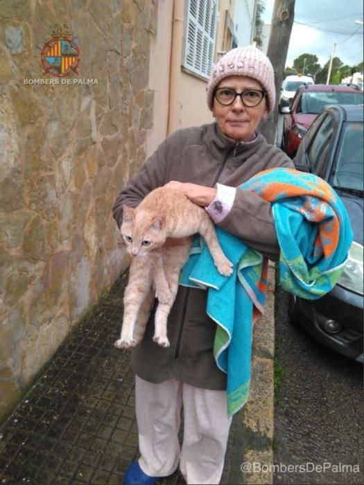 Los bomberos rescatan a un gato en Palma