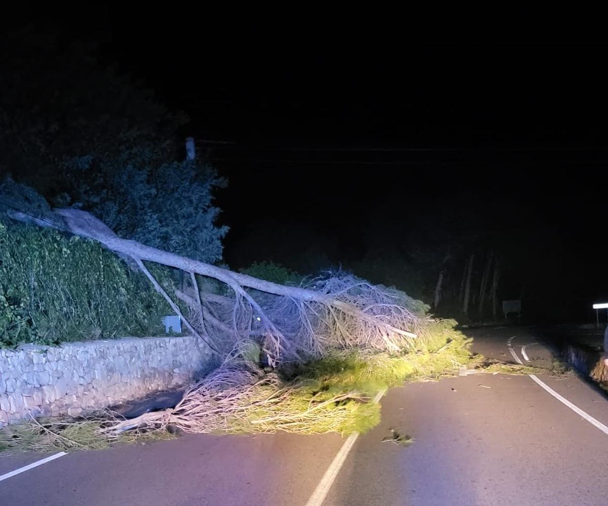 Pino caído en la carretera de Jesús Pobre a la Xara