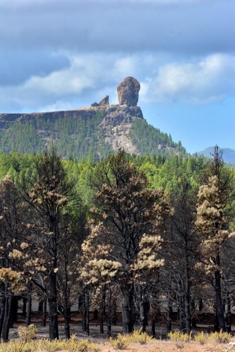 INCENDIO CUMBRE