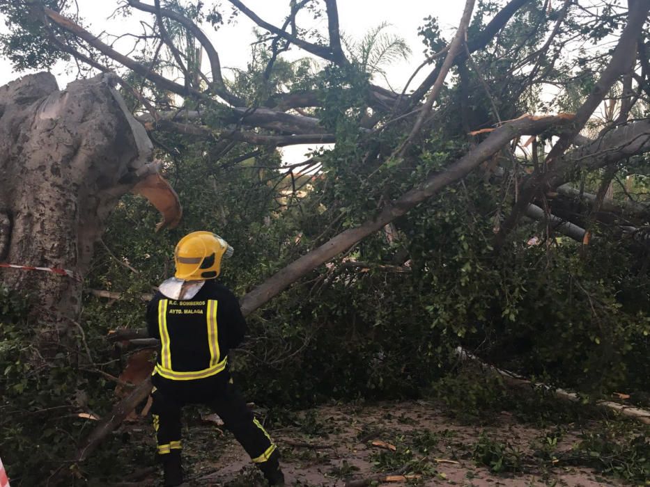 Cae un ficus en la calle Lope de Rueda.