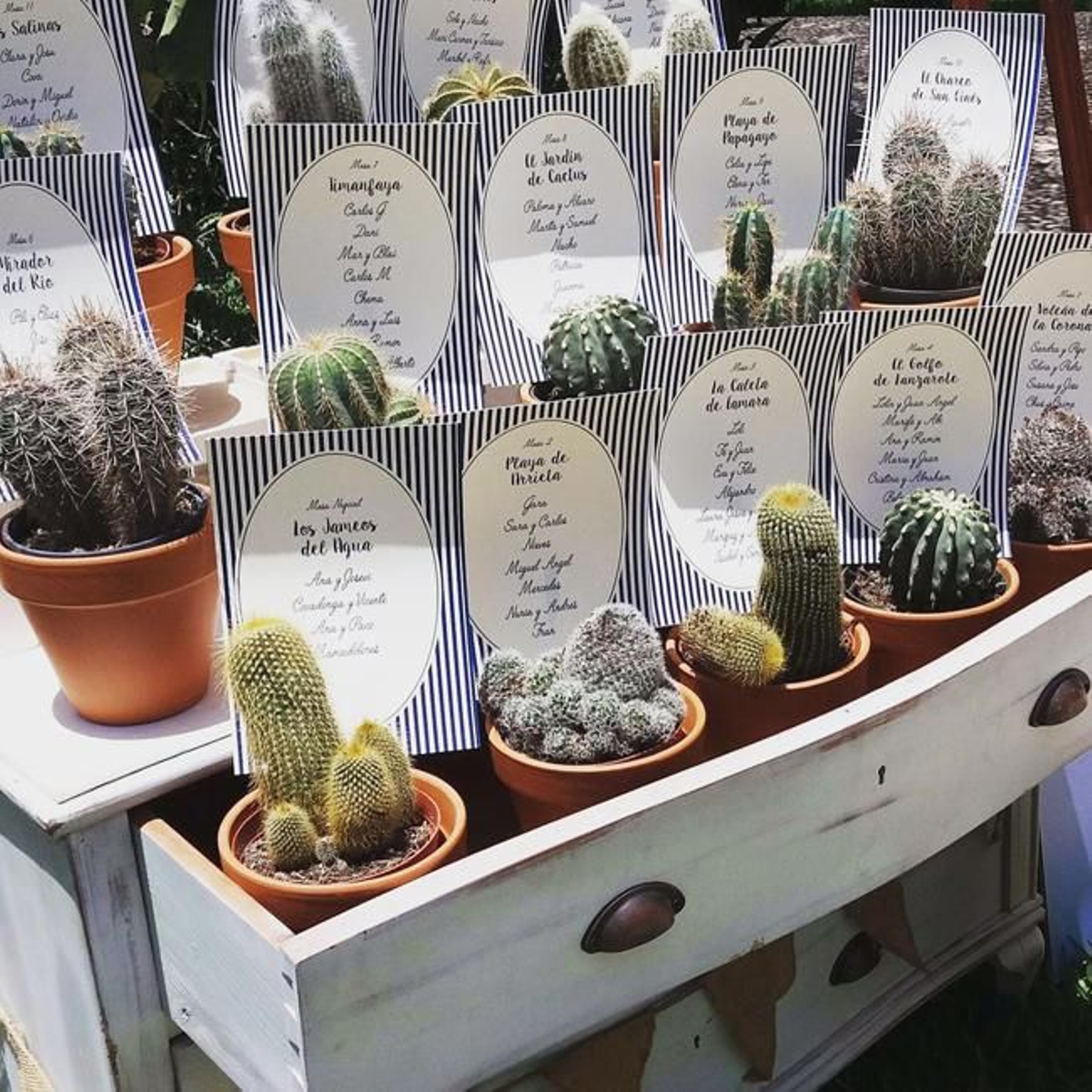 Viste tu boda con cactus: ETC Bahía