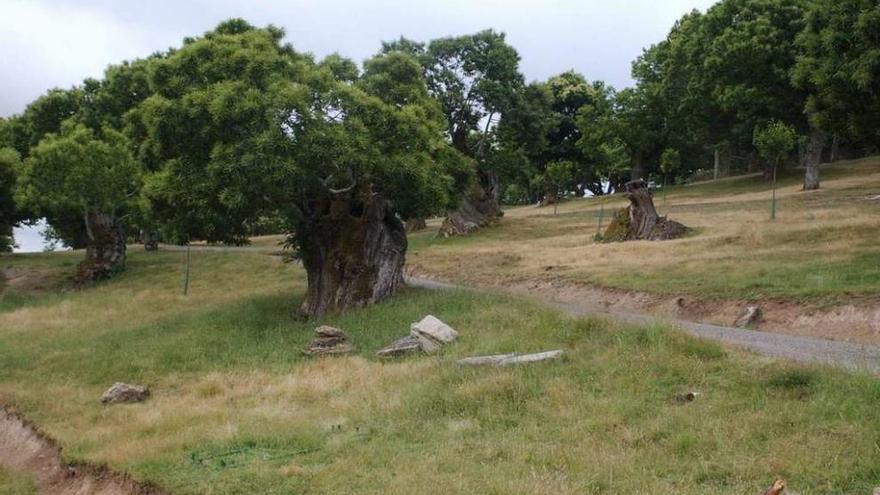 Bosques de castaños en Ourense.