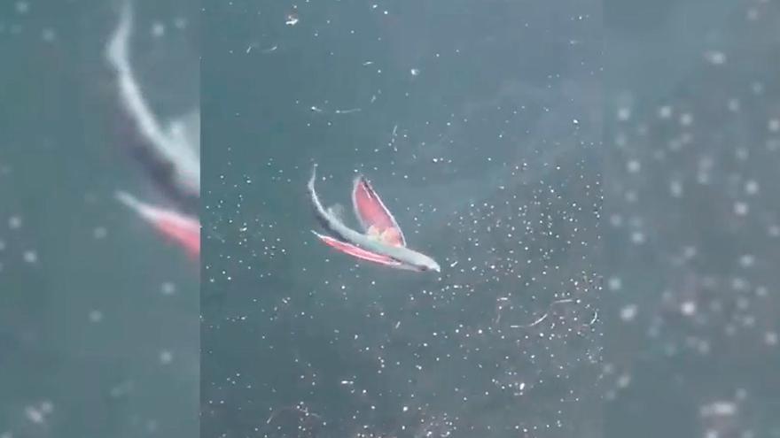 Los peces voladores visitan las Rías Baixas