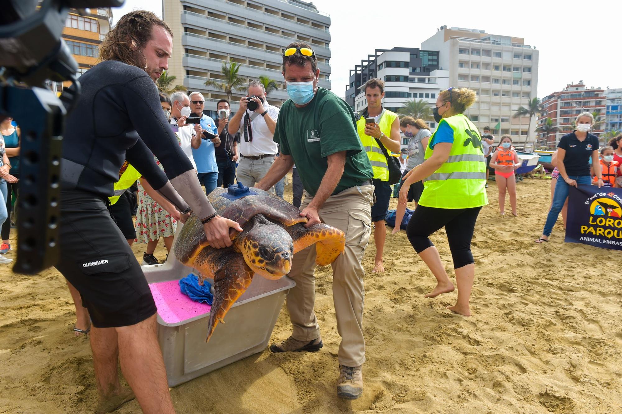 Suelta de la tortuga 'Macho' en Las Canteras