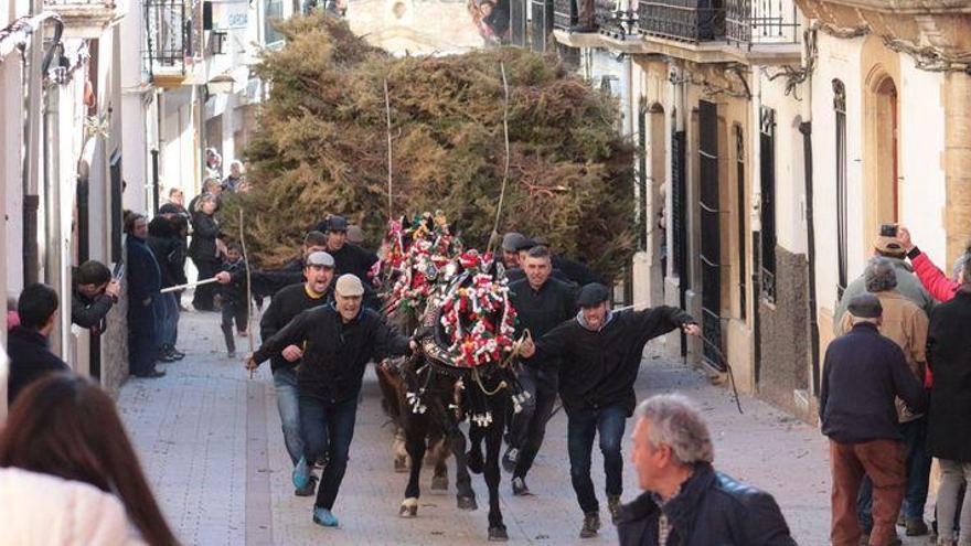 Espectaculares y multitudinarias &#039;rossegades&#039; en Albocàsser