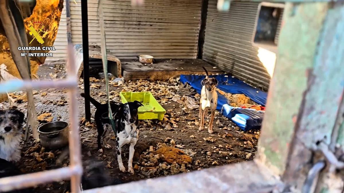 Varios perros abandonados, en una imagen de archivo.