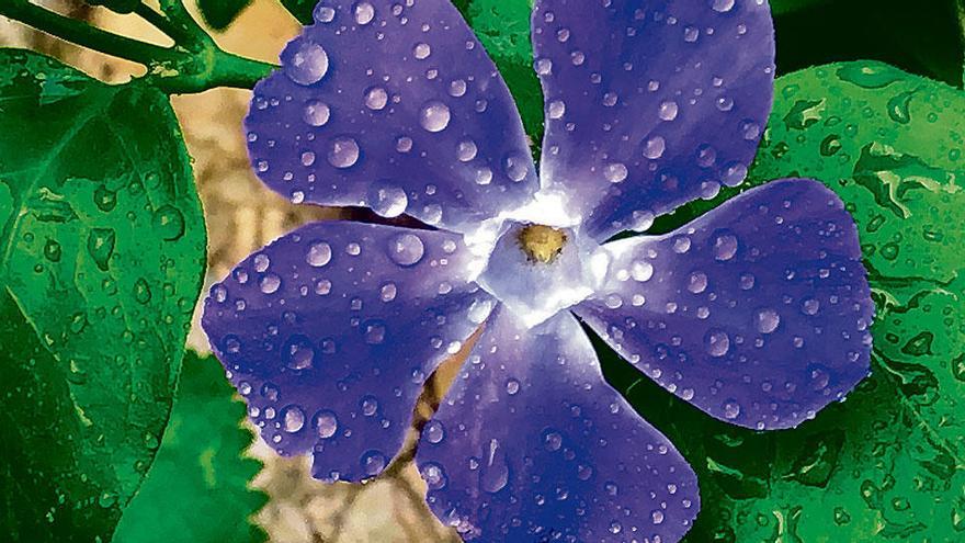 Die blauen Blüten können einen Durchmesser von bis zu fünf Zentimetern erreichen.