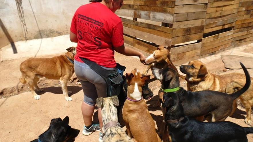 Una orden de cierre obliga a buscar casa a un centenar de perros en un mes