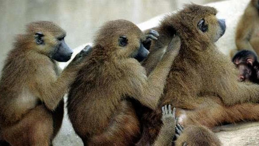 Algunos de los babuinos del Zoológico de París.