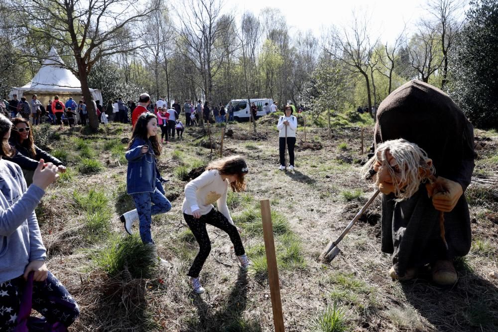 Plantación Carbayera Monte Deva (reforestación)