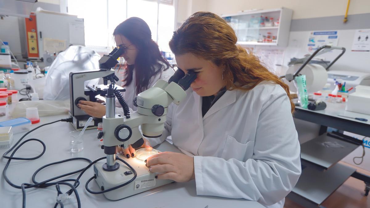 Alumnas de Veterinaria, una de las titulaciones con mayor inserción, realizando prácticas en la facultad de la Universidad de Córdoba.