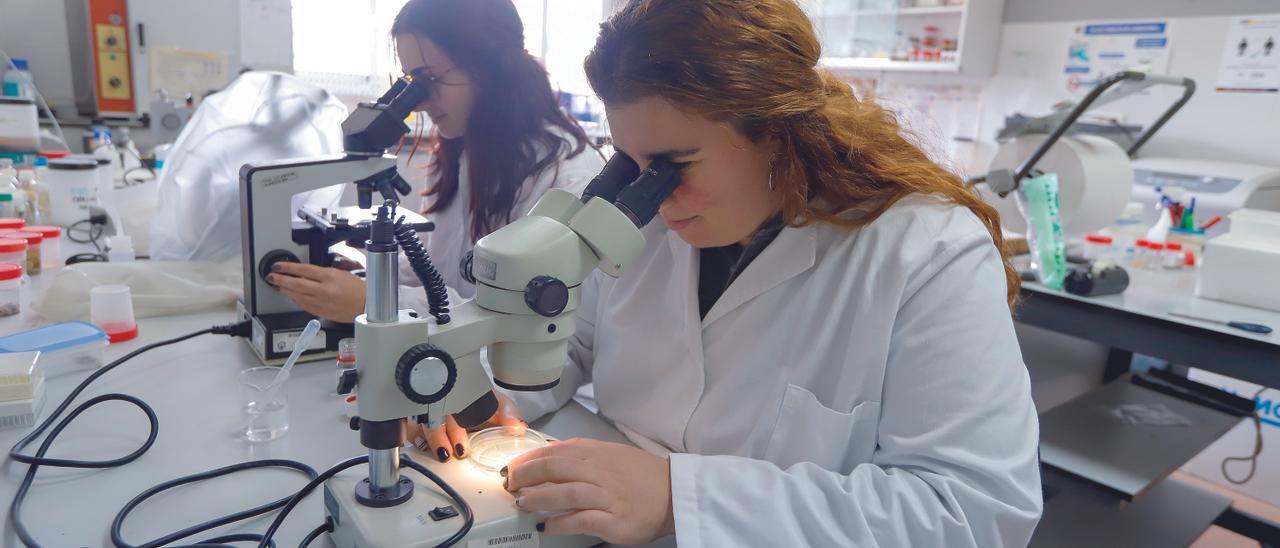 Alumnas de Veterinaria, una de las titulaciones con mayor inserción, realizando prácticas en la facultad de la Universidad de Córdoba.