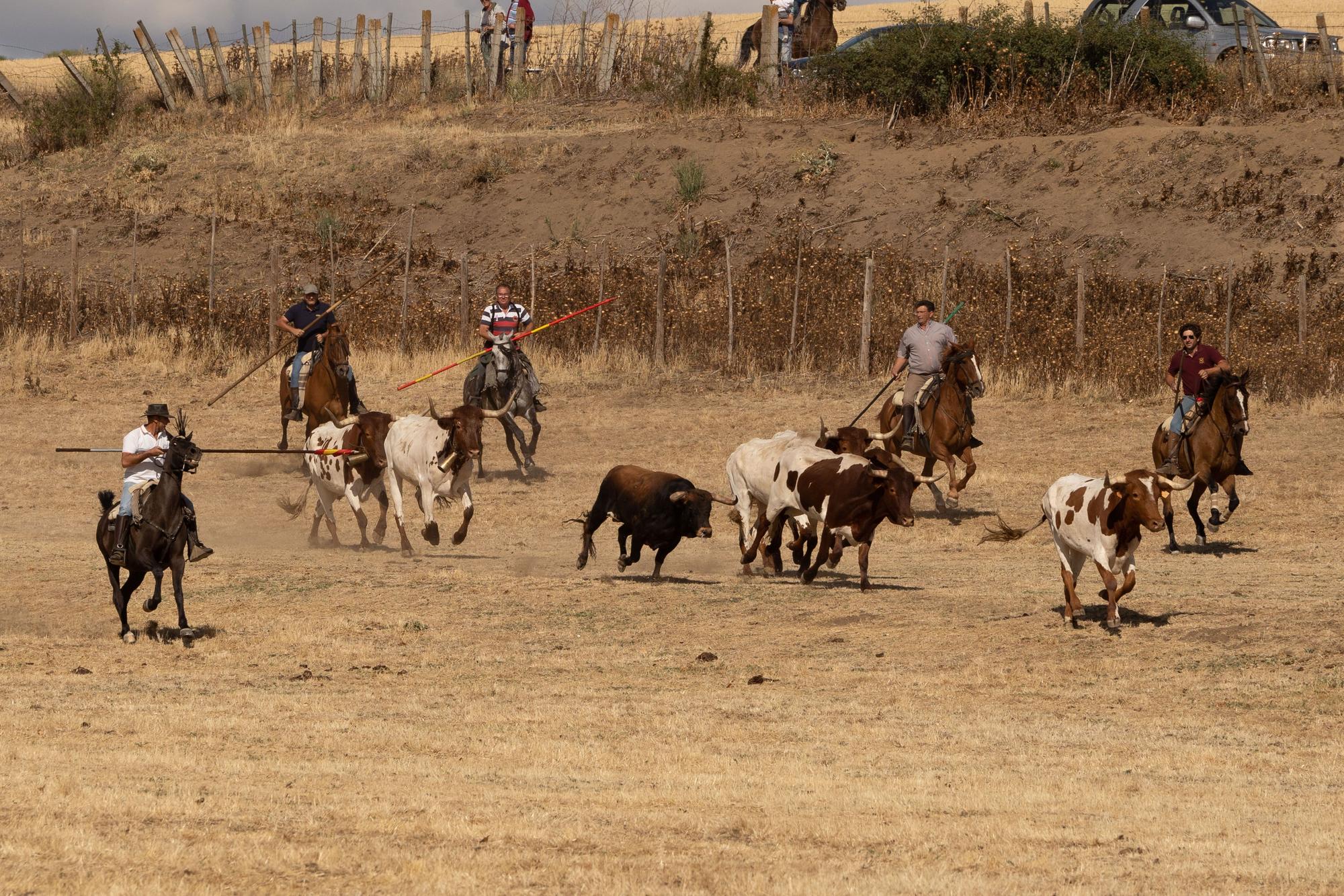 GALERÍA | Encierro mixto en Fuentelapeña