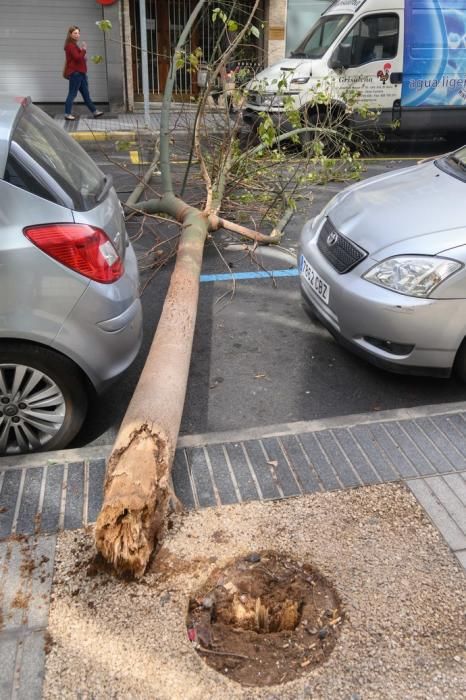 Caída de un árbol Een la calle Paseo Cayetano de Lugo,zona Presidencia del Gobierno de Canarias  | 04/02/2020 | Fotógrafo: Tony Hernández