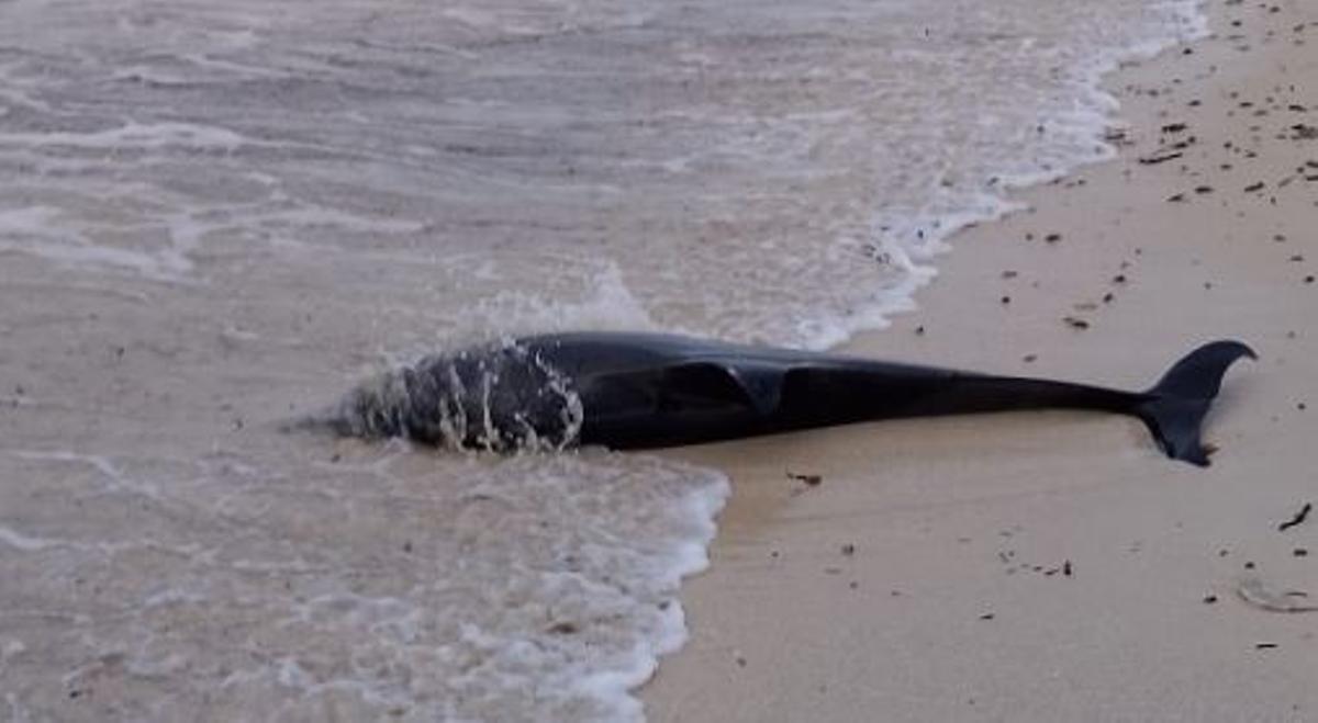 El cadáver de uno de los delfines encontrado