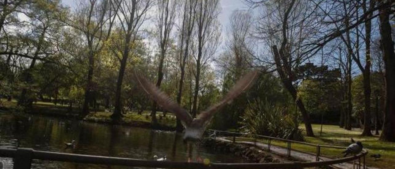 Un ave alza el vuelo en el estanque.