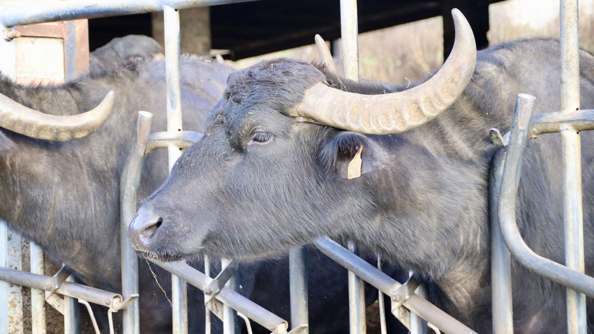 Una de las búfalas de la granja de Santa Cecília de Voltregà (Osona).