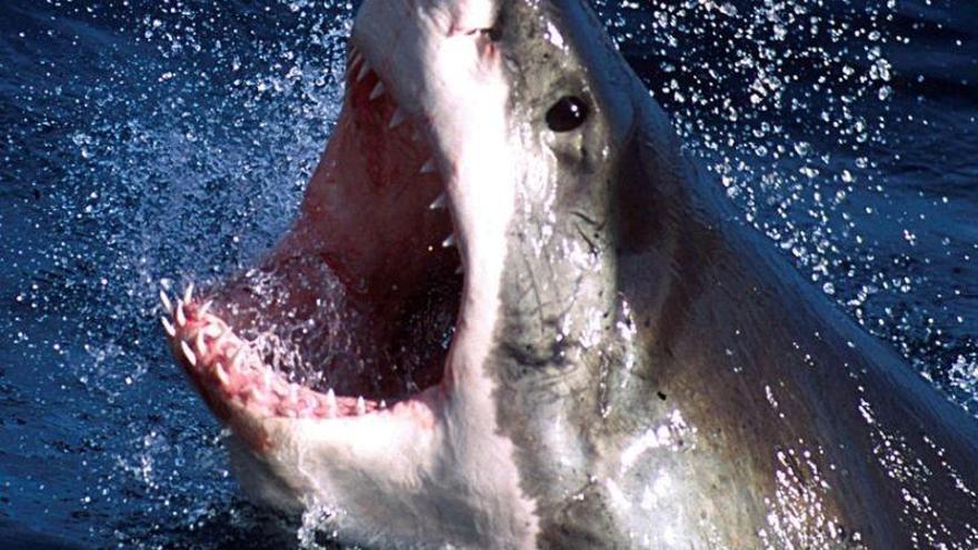 Un tiburón ataca y mata a un hombre en turística bahía de Australia