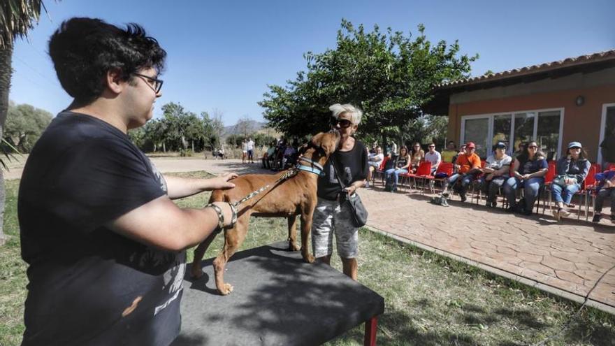 Peluditos de Son Reus celebra un desfile de animales abandonados