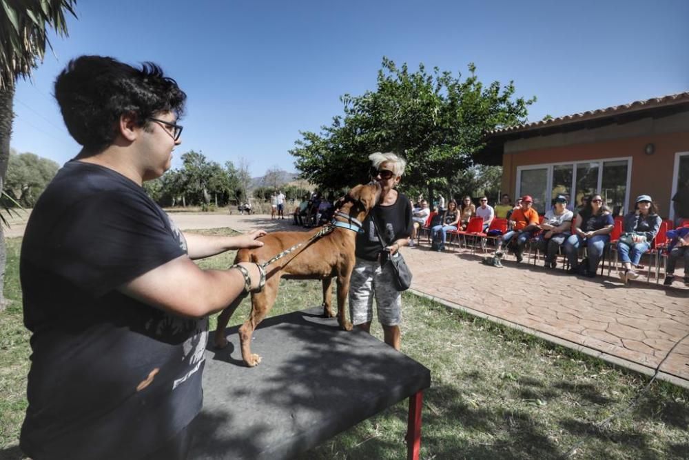 La asociación Peluditos de Son Reus ha celebrado el noveno desfile de perros en busca de adopción