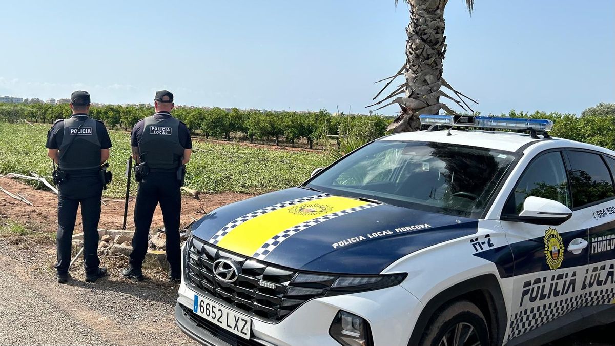 La Policía Local ha detenido al presunto autor de los robos en un campo de Moncofa.