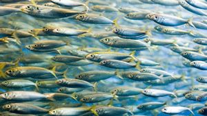 Las estimaciones de abundancia de peces a menudo se exageran
