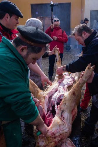 Matanza del cerdo en Tábara