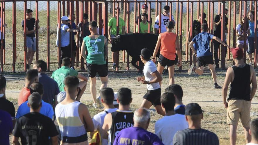 Encierro urbano en Moraleja del Vino