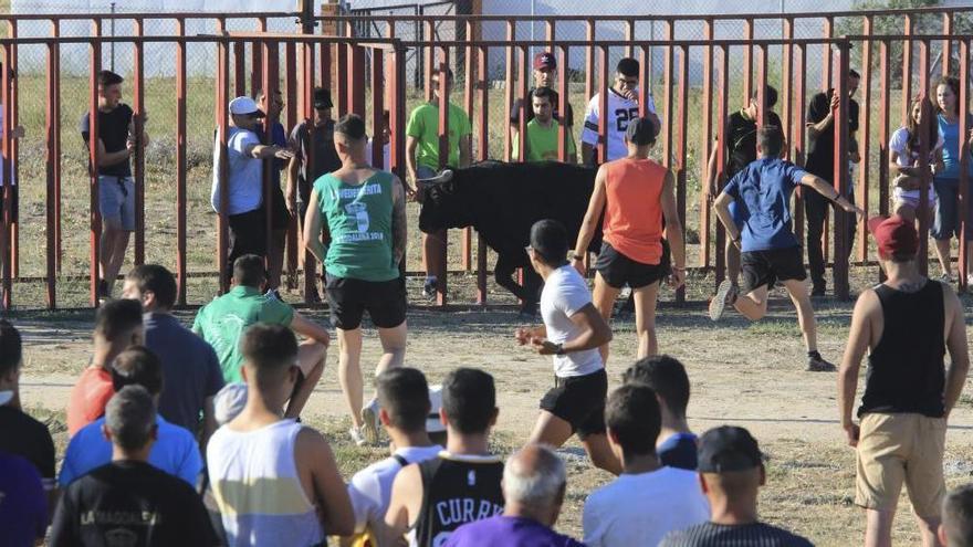 Encierro urbano en Moraleja del Vino