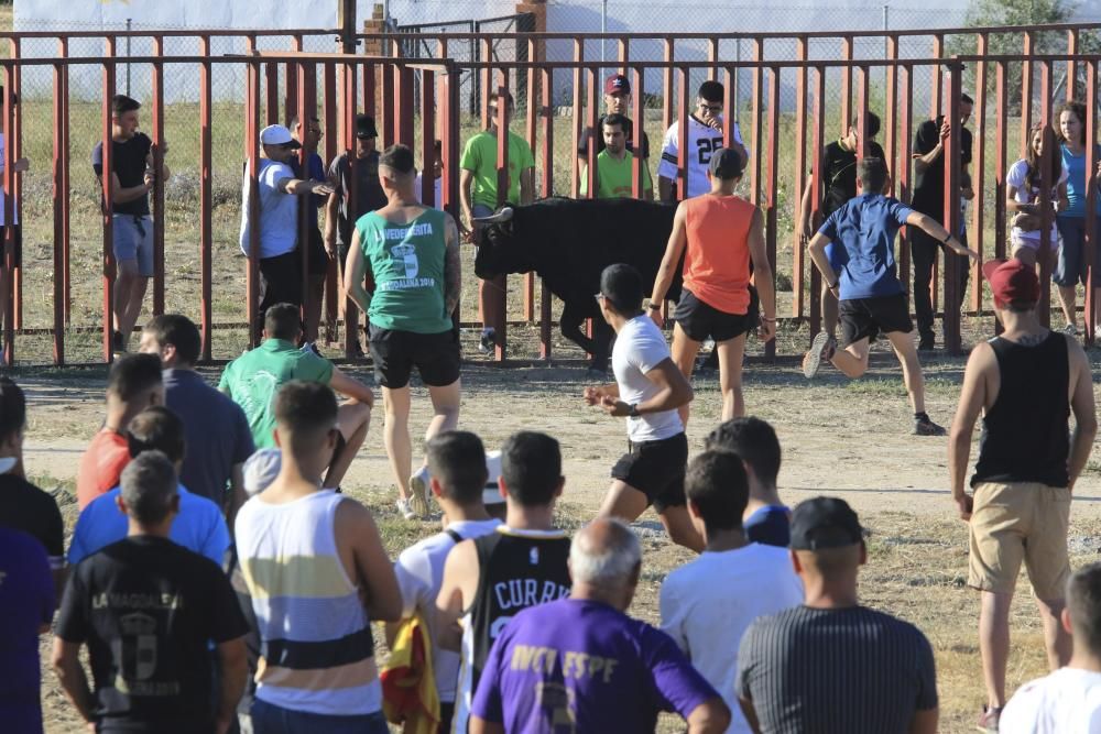 Encierro urbano en Moraleja del Vino