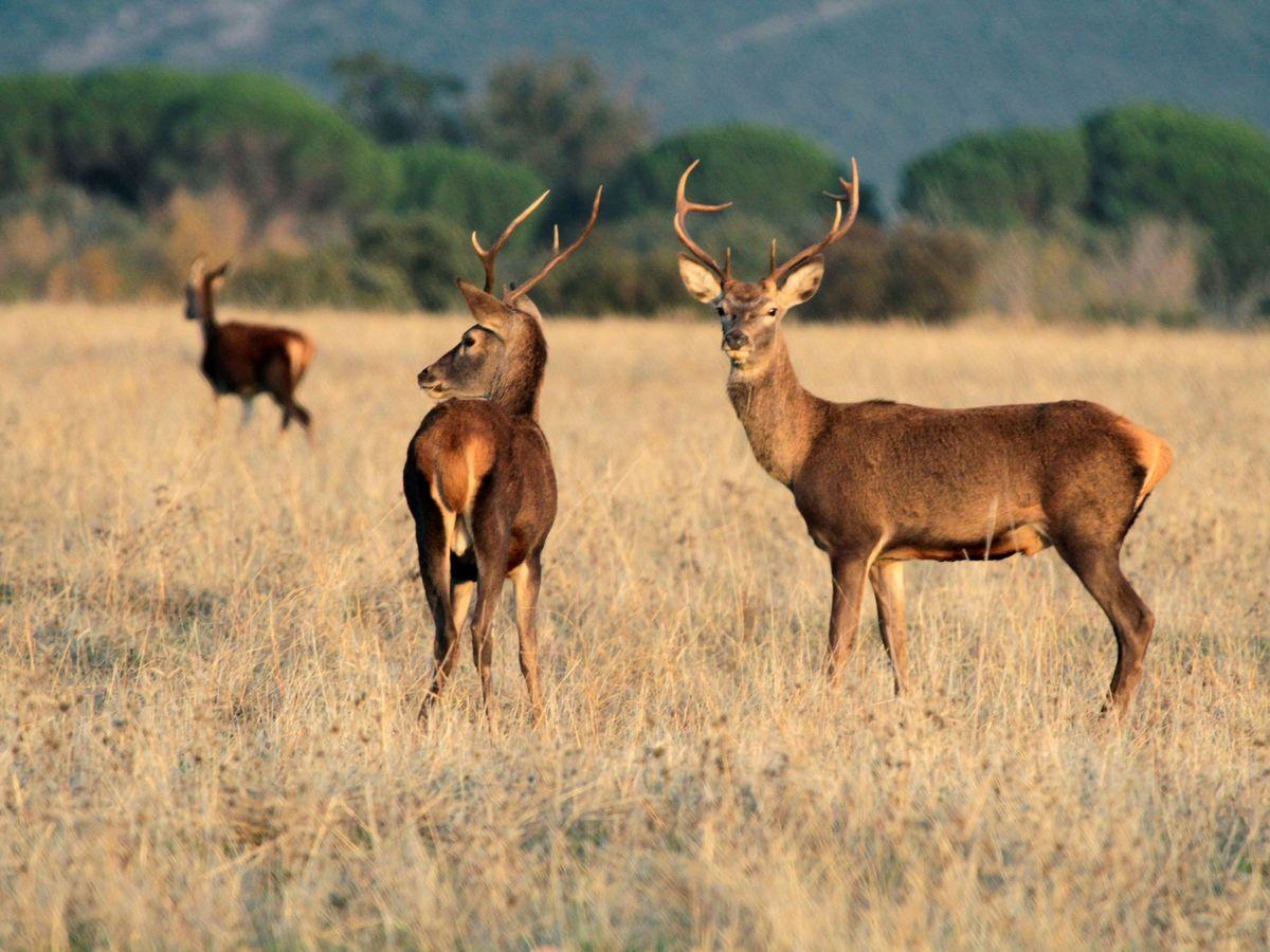 Ciervos en una zona de caza. La Junta ha ofertado 515 permisos, de los que 470 corresponden a monterías.