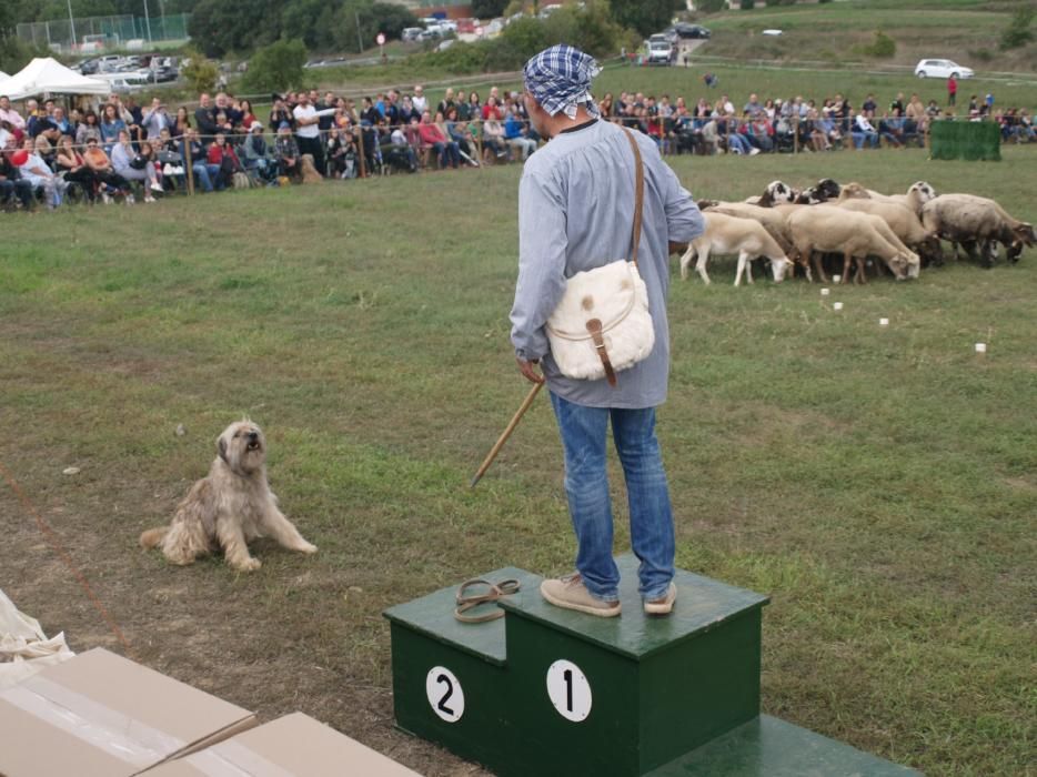 Concurs de gossos d'atura de Castellterçol